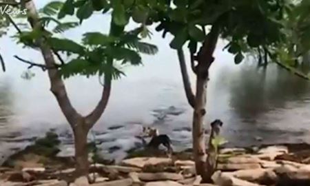 یک کروکودیل در نزدیکی مدرسه‌ای در کوئینزلند استرالیا کشته شد