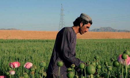 طالبان: افزایش 32 درصدی تولید تریاک دروغ است