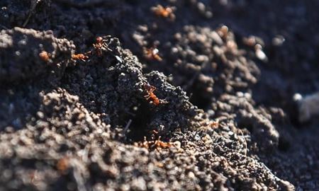 ممنوعیت خاک‌برداری برای جلوگیری از ورود مورچه‌های آتشین به نیوساوت‌ولز