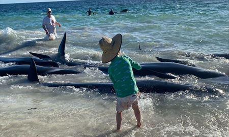 ده‌ها نهنگ خلبان در آب‌های کم عمق جنوب استرالیای غربی به گل نشستند