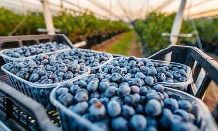 افزایش نگرانی‌ها پیرامون سم‌پاشی توت‌ها و سلامتی کودکان در استرالیا