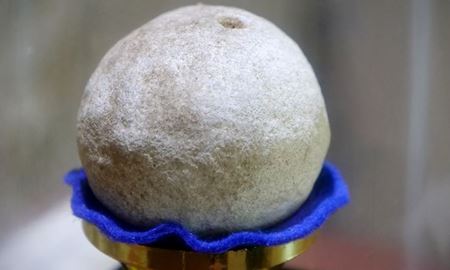 قدیمی‌ترین پرتقال جهان در موزه اگنس واتر، 100 ساله شد!