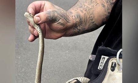 نجات معجزه‌آسای یک زن در سیدنی از نیش‌های متعدد مار قهوه‌ای شرقی