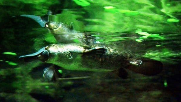 دانشمندان استرالیا..."شیرِ پلاتیپوس، امیدی برای مقابله با مقاومت آنتی‌بیوتیکی"