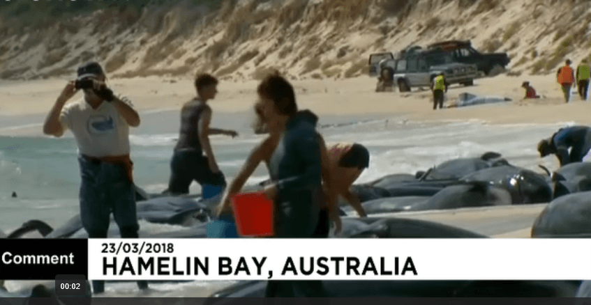 حدود ۱۵۰ نهنگ در ساحل استرالیا گرفتار شدند