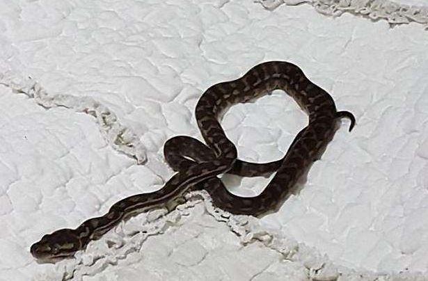 وحشت دختر استرالیایی با دیدن مار در رختخوابش  