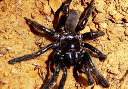 مرگ عنکبوت 43 ساله در استرالیای غربی که به نظر می رسد قدیمی ترین در جهان است