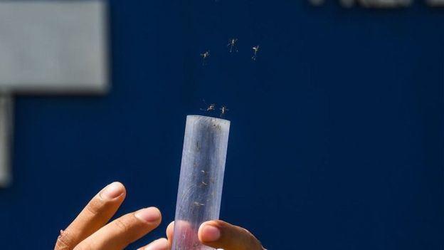 موفقیت پژوهشگران استرالیا در مبارزه با پشه ناقل بیماری از طریق عقیم کردن نرها