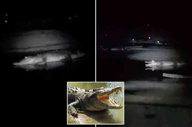 آرش ماهیگیر جوان در محاصره کروکودیل ها قرار گرفت