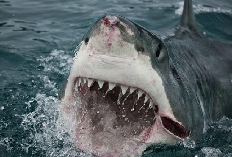 12 حقيقت جالب توجه در مورد كوسه ها