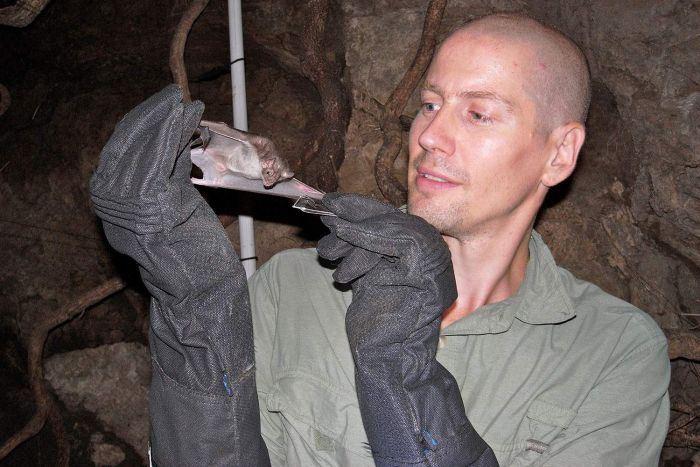 محققان استرالیا ..."سم موجود در بزاق خفاش‌های خون‌آشام داروی برخی از بیماری ها"