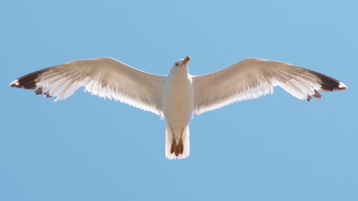 کپی‌برداری از بالهای مرغ‌ دریایی برای ساخت توربین‌های کوچک توسط محققان استرالیا