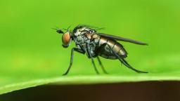 محققان استرالیا دریافتند که ، حشرات هم از دردهای مزمن رنج می‌برند