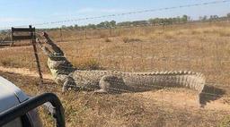 حمله تمساح به یک باغبان در ادلاید استرالیا