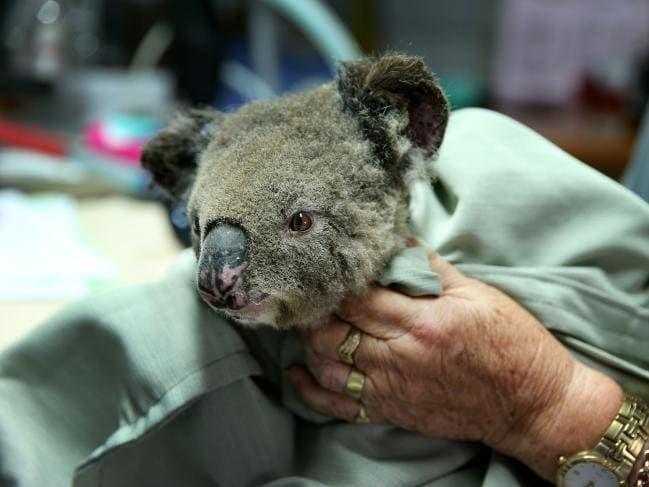  بیش از 2000 کوآلا در استرالیا کشته شدند/هزاران هکتار از زیستگاه کوآلا‌ها تخریب شده است