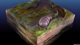 کشف جد ۵۵۵ میلیون ساله تمام موجودات زنده در فسیلی در استرالیا 