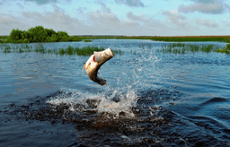 یک ماهی در داروین استرالیا صیاد خود را کشت!