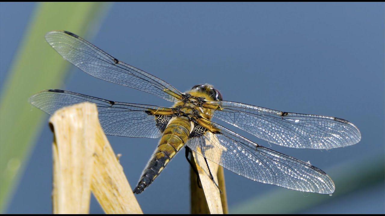 پژوهشگران استرالیا برای از بین بردن باکتری‌های مقاوم از بال مگس الهام گرفتند!