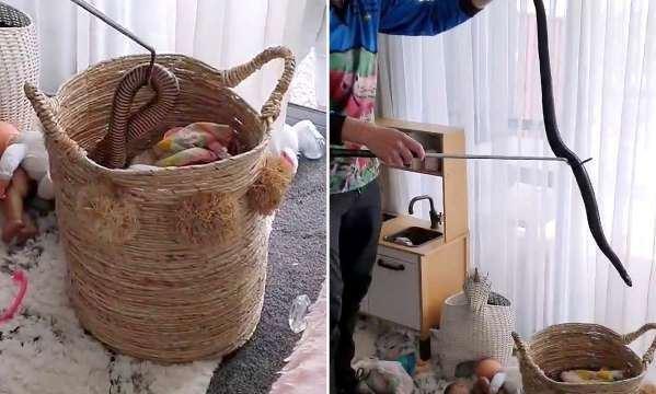 کشف یک مار سیاه شکم قرمز در سبد اسبا ب بازی کودکان کوئینزلندی