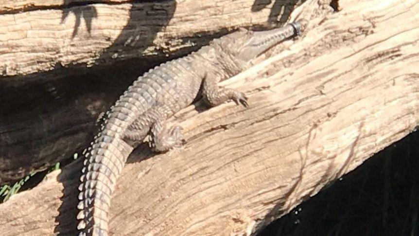 عملیات جستجو برای یافتن و نجات تمساح آب شیرین در کوئینزلند