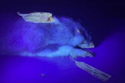 دانشمندان از حیوانات جدیدی که در تاریکی می‌درخشند حیرت زده شدند