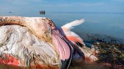 تلفات بیش از 12 هزار پرنده در ایران