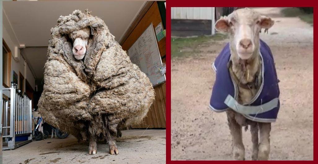  پشم های گوسفند جنگل خواب در استرالیا کوتاه شد