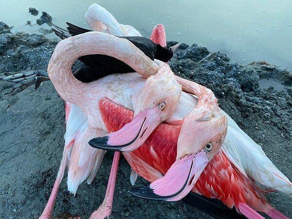 احتمال شیوع «وبای پرندگان» در میانکاله