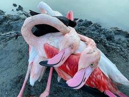 احتمال شیوع «وبای پرندگان» در میانکاله