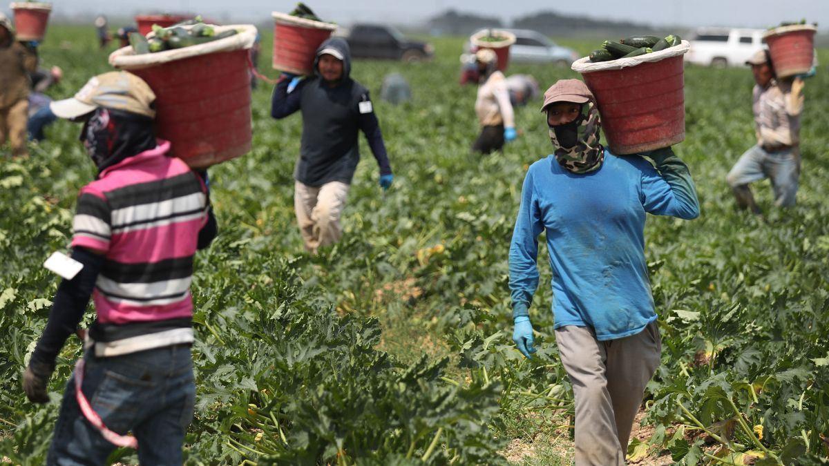 تقاضای عفو عمومی کارگران غیرقانونی استرالیا