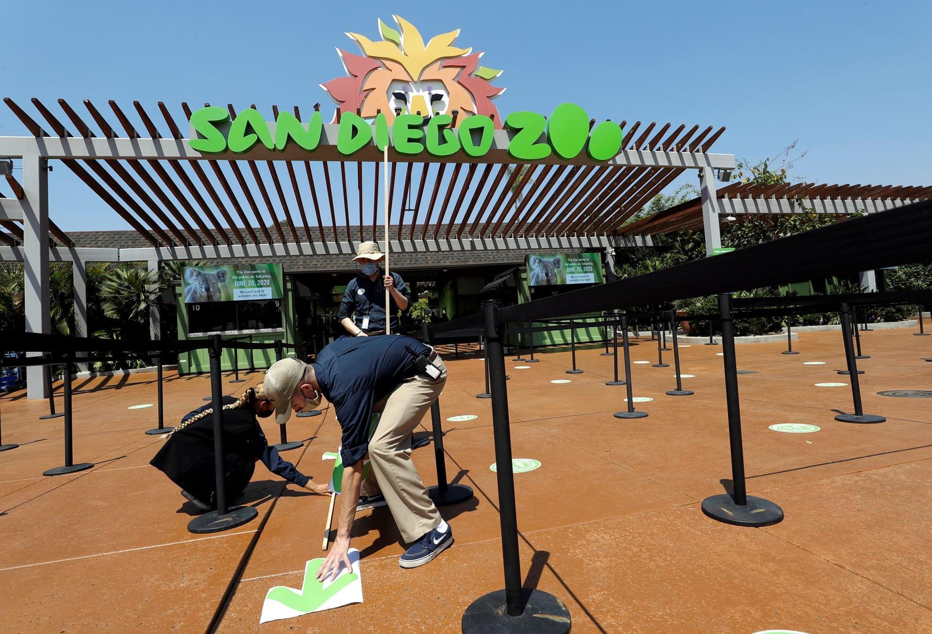 گوریل‌های آمریکایی واکسن کرونا دریافت کردند