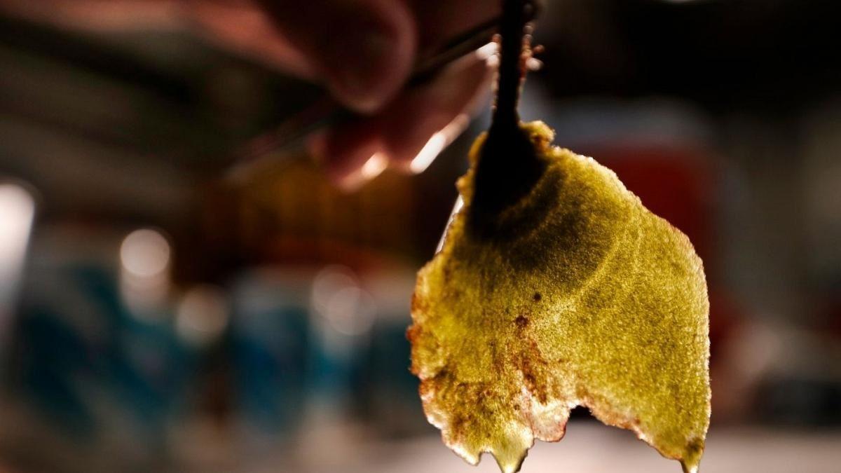 ساخت بیوپارچه‌ها با الیاف زنده جلبک