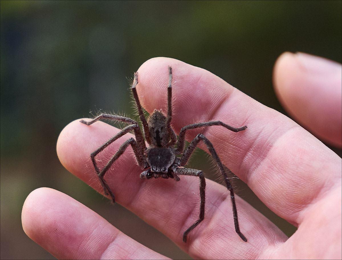 ورود عنکبوت‌ها به گیپسلند بعد از سیل