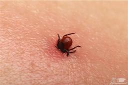 هشدار سازمان دامپزشکی ایران درباره بیماری تب کنگو