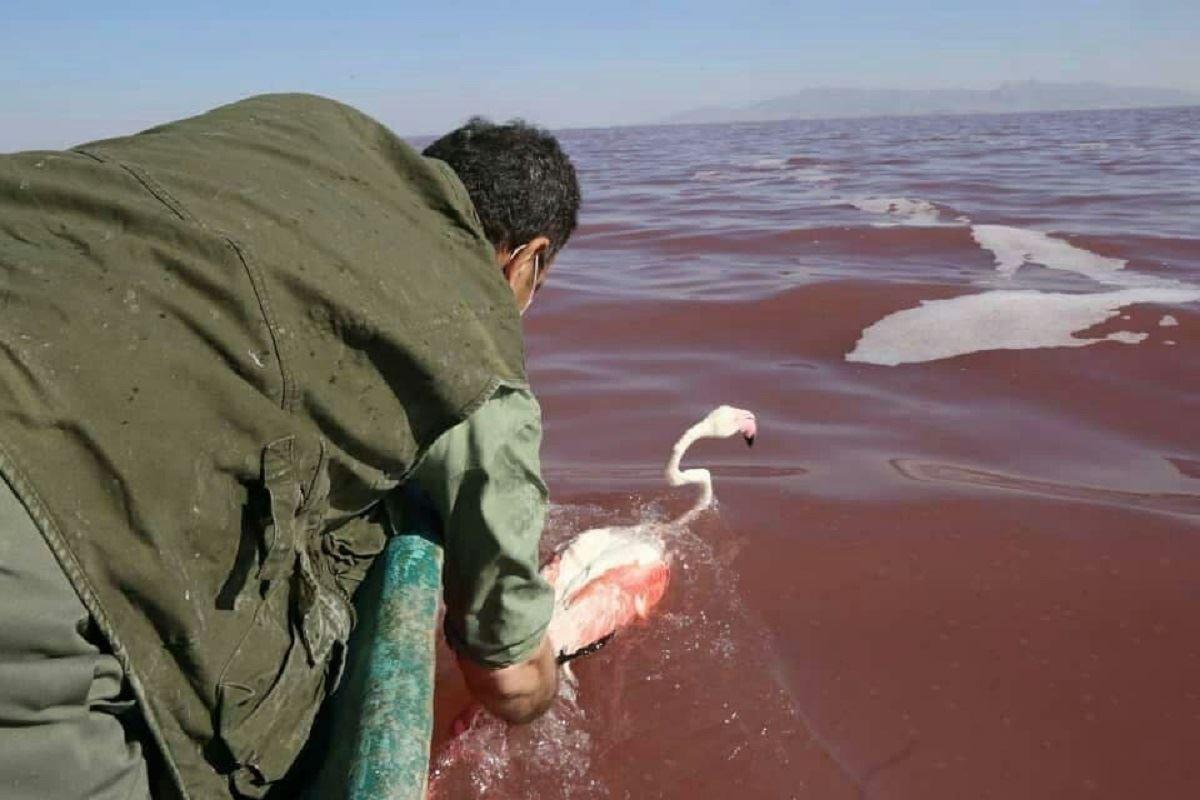غلظت نمک دریاچه ارومیه، فلامینگوها را فراری داد