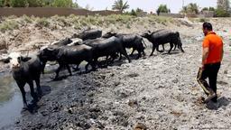 بی‌آبی ایران دامن عراق را گرفت