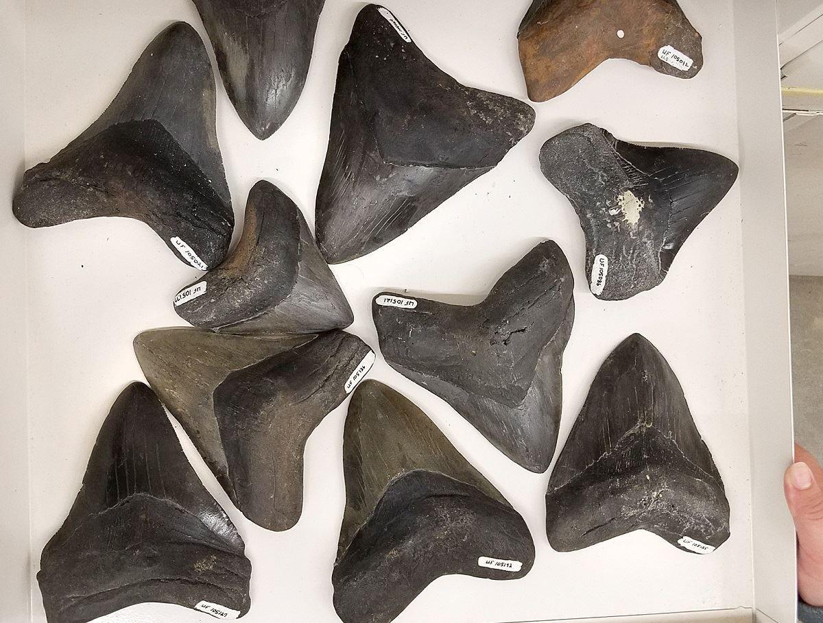 یافتن تغییر فاز اقلیمی کره زمین در 50 میلیون سال پیش با دندان کوسه