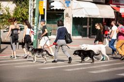 ابتکار شهرداری تل‌آویو در جریمه افرادی که مدفوع سگ‌شان را درخیابان رها می‌کنند 