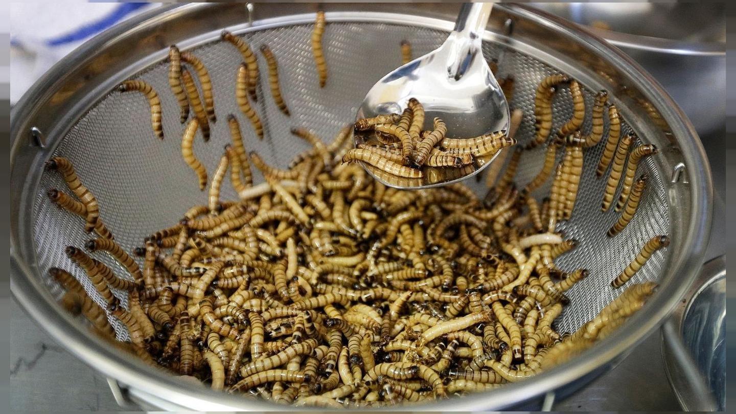 2 میلیارد نفر در جهان حشره‌ می‌خورند