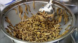 2 میلیارد نفر در جهان حشره‌ می‌خورند