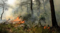 ته‌سیگار راننده، 400 هکتار از پارک طبیعی اسپانیا را سوزاند