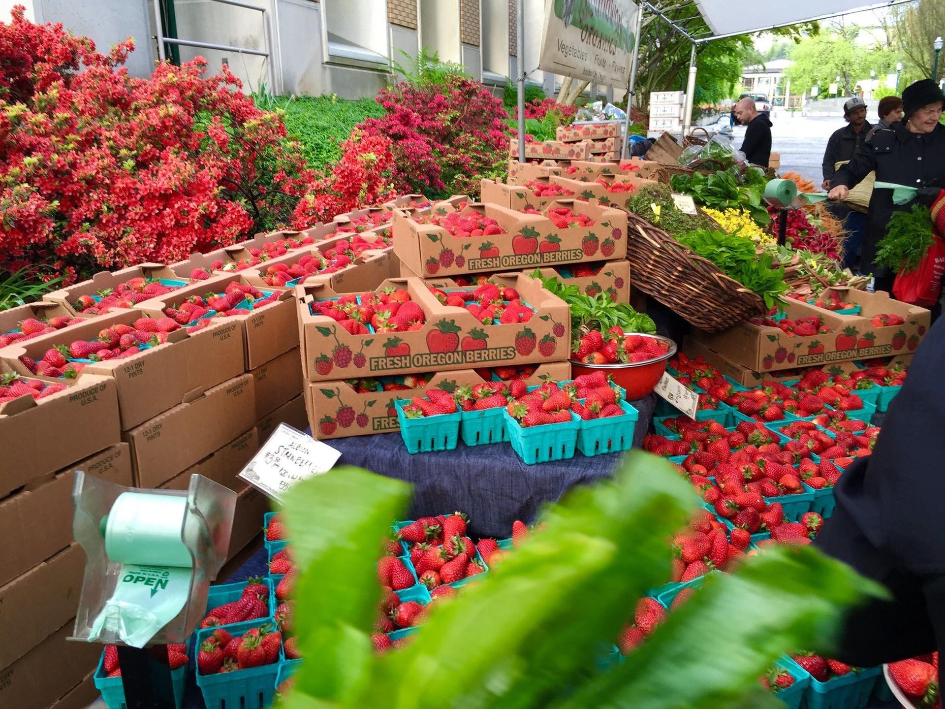 اختصاص 25 درصد زمین‌های کشاورزی اروپا به کشت محصولات ارگانیک