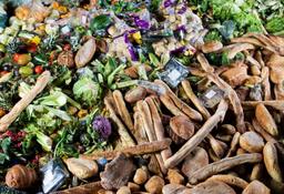 دور ریختن 40درصد موادغذایی تولید شده در جهان بدون اینکه مصرف شوند