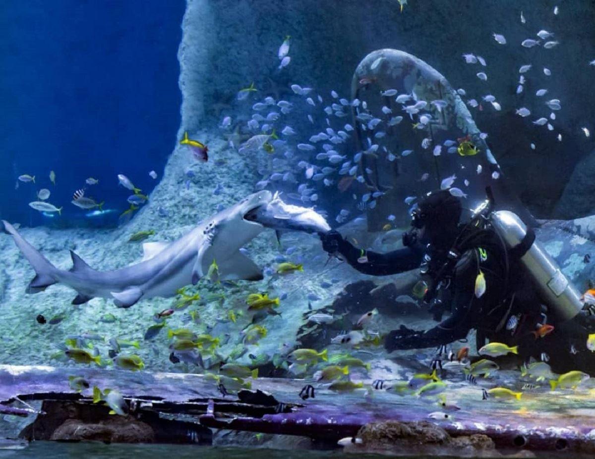 افتتاح بزرگ‌ترین آکواریوم خاورمیانه در ابوظبی