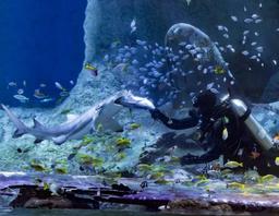 افتتاح بزرگ‌ترین آکواریوم خاورمیانه در ابوظبی