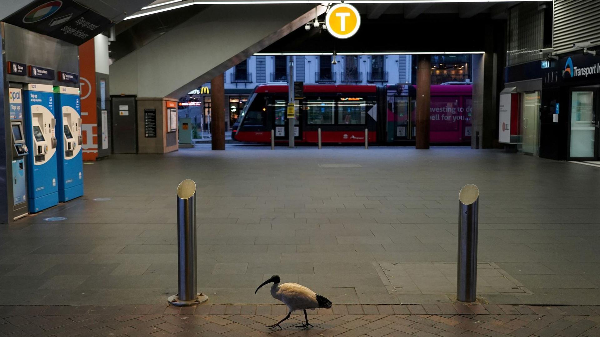 افزایش تعداد مبتلایان به کووید-19 در قلمرو پایتختی استرالیا