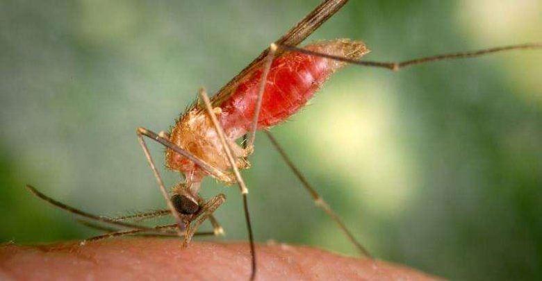 کشف آنتی‌بادی برای محافظت در برابر آلفاویروس‌ها