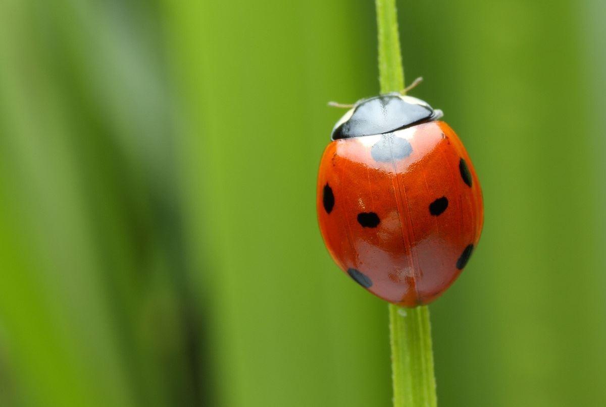 افت نگران‌کننده جمعیت حشرات با آلودگی نوری