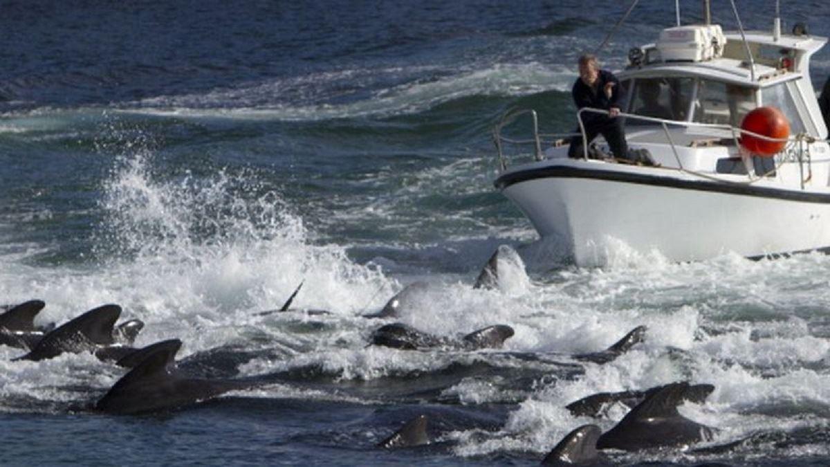 کشتار ۱۴۰۰ دلفین در جزایر فارو