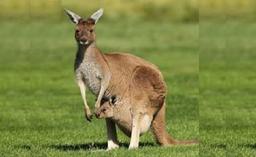 کانگورو، حیوان دوست داشتنی استرالیا